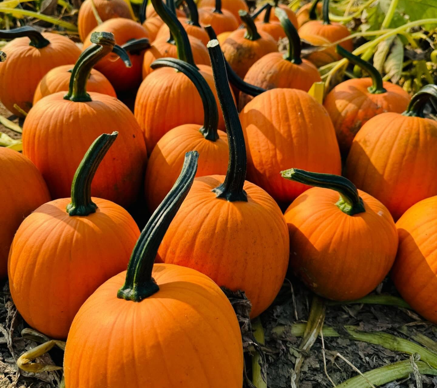 Cluster of orange pumpkins with green stems on straw, filling a farm field.