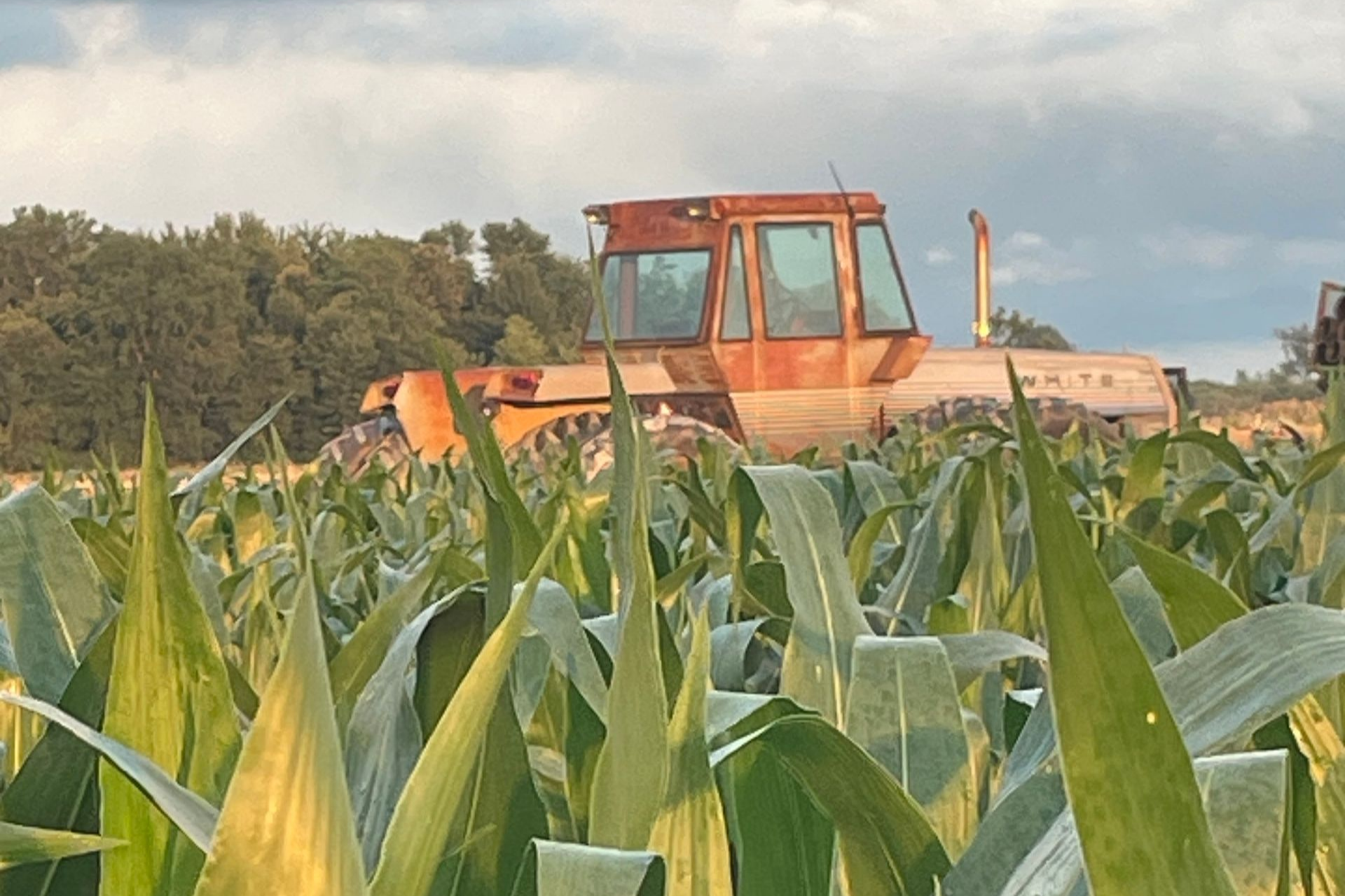 Orange tractor in a green cornfield under a cloudy sky