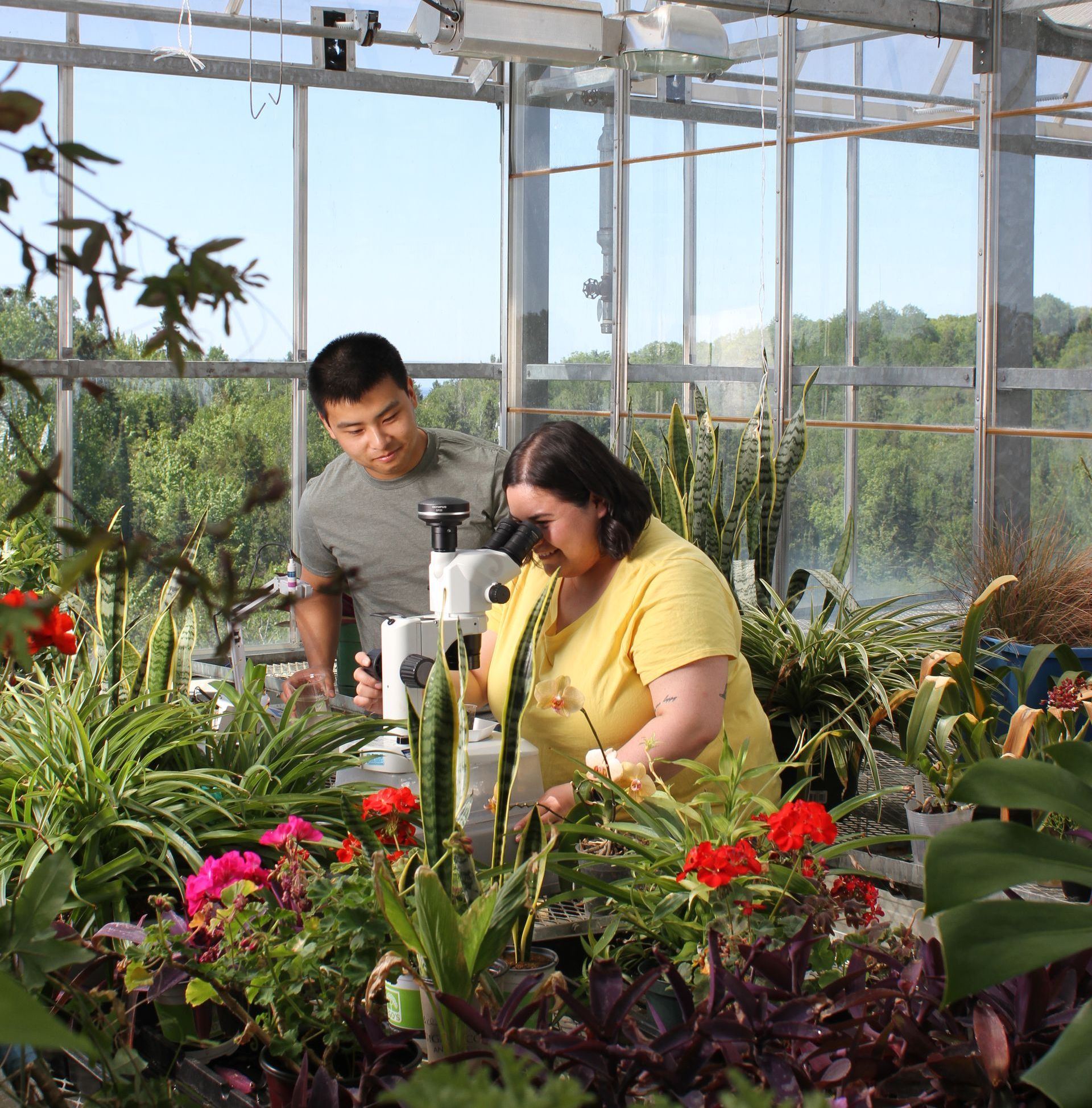 Two people in a greenhouse examining plants with a microscope; sunny day.