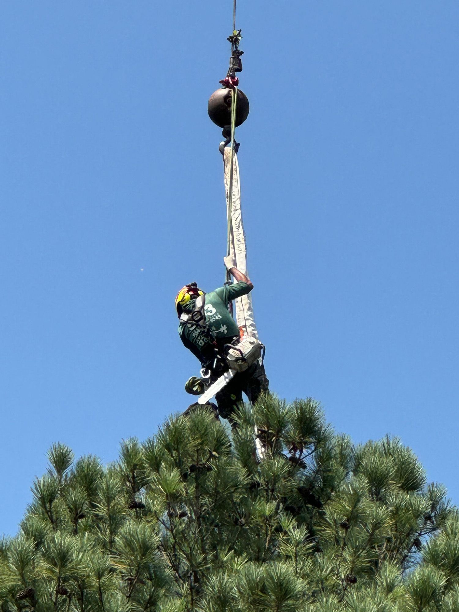 A man is climbing up a pole in a tree