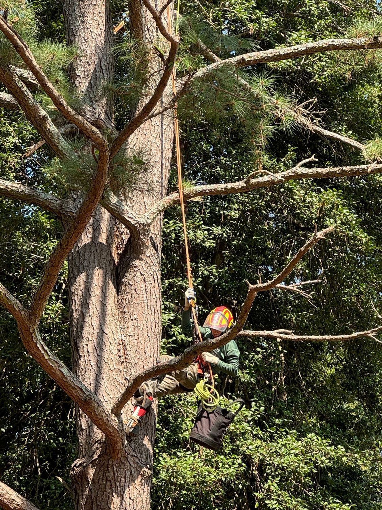 A man is climbing a tree in the woods.