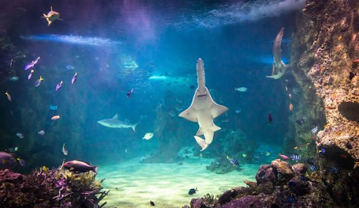 Discounts and Sydney Travel Passes