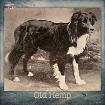 Old Hemp