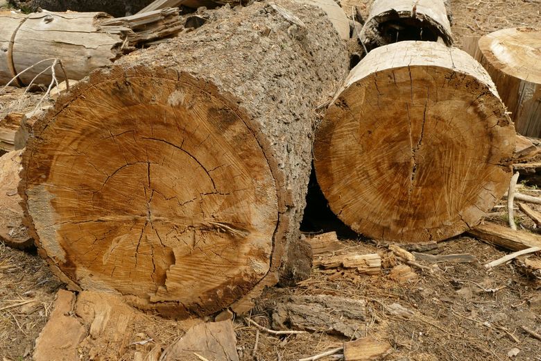 Two large, weathered, freshly cut tree logs lying on the ground, showing wood grain patterns and rough bark.