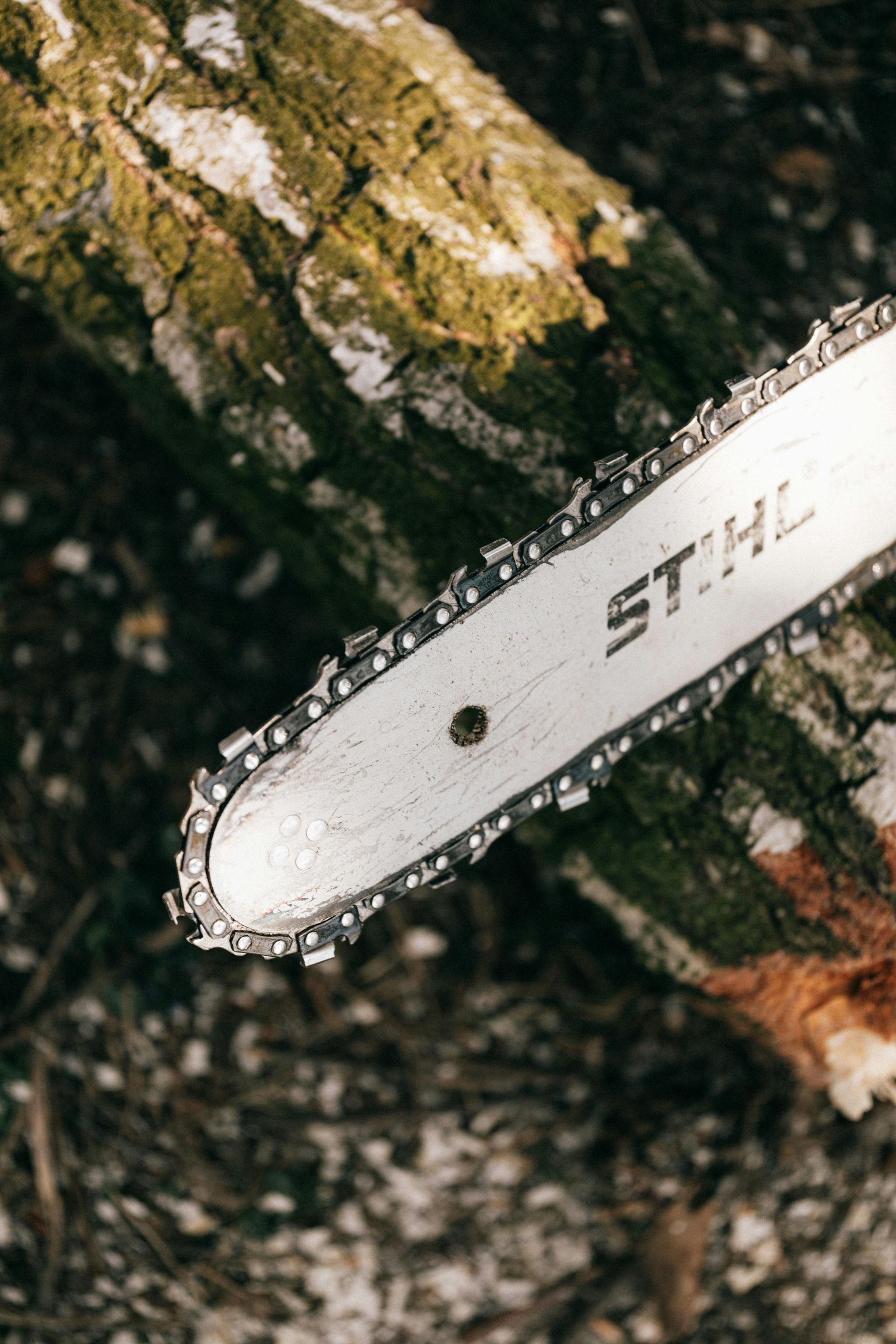 A Stihl chainsaw guide bar and chain resting on a mossy log on the forest floor.