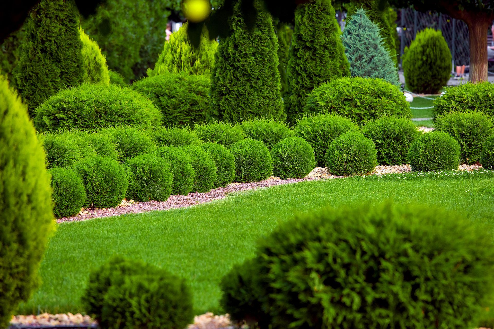 Bushes and Shrubs