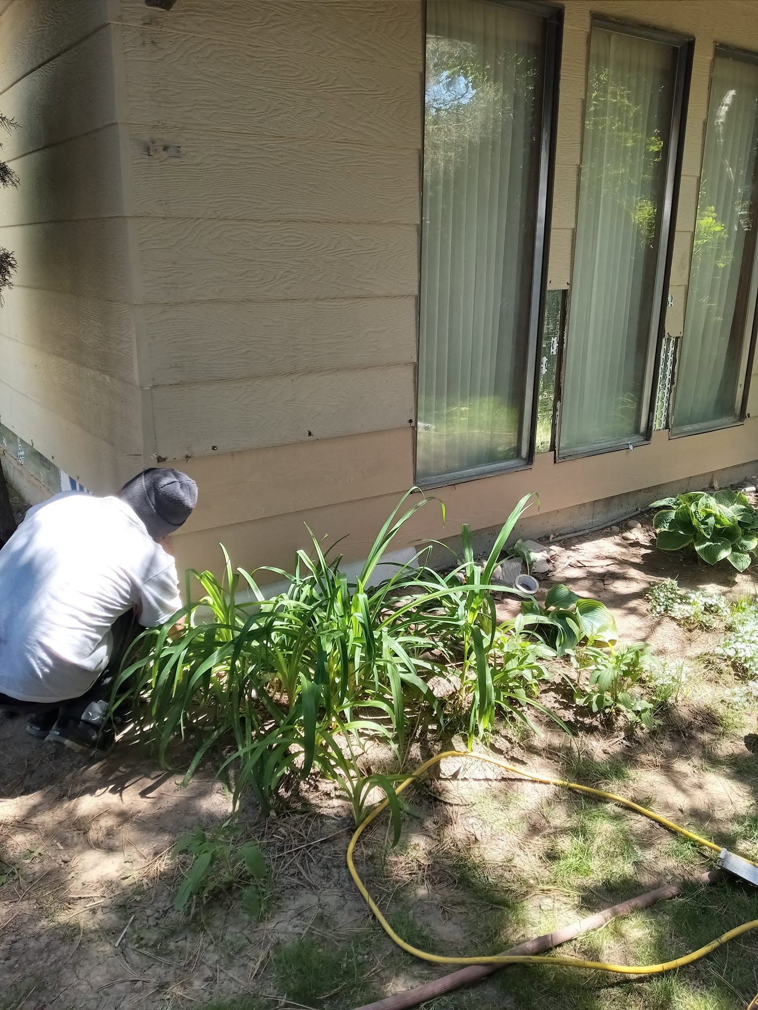 Person kneels by a house wall trimming plants beside a window, with a hose on the ground.