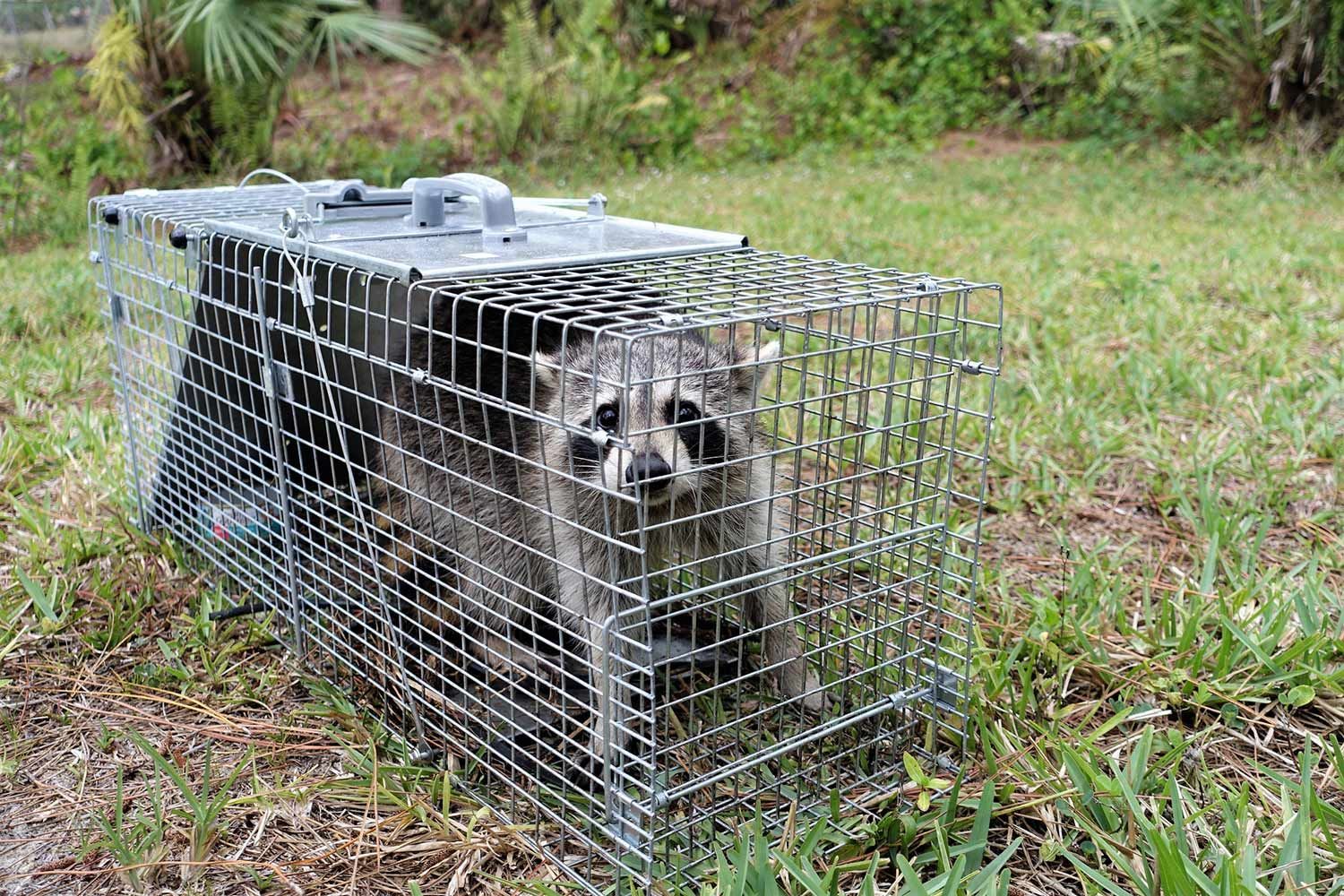 Raccoon was Trapped in a Cage