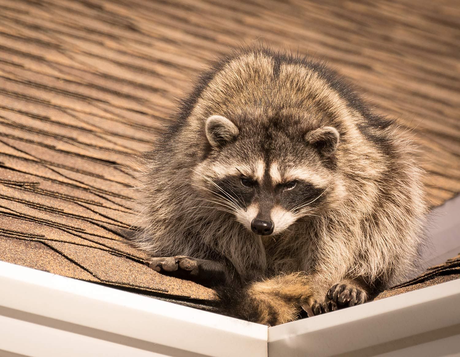 Raccoon is Crawling on a Roof