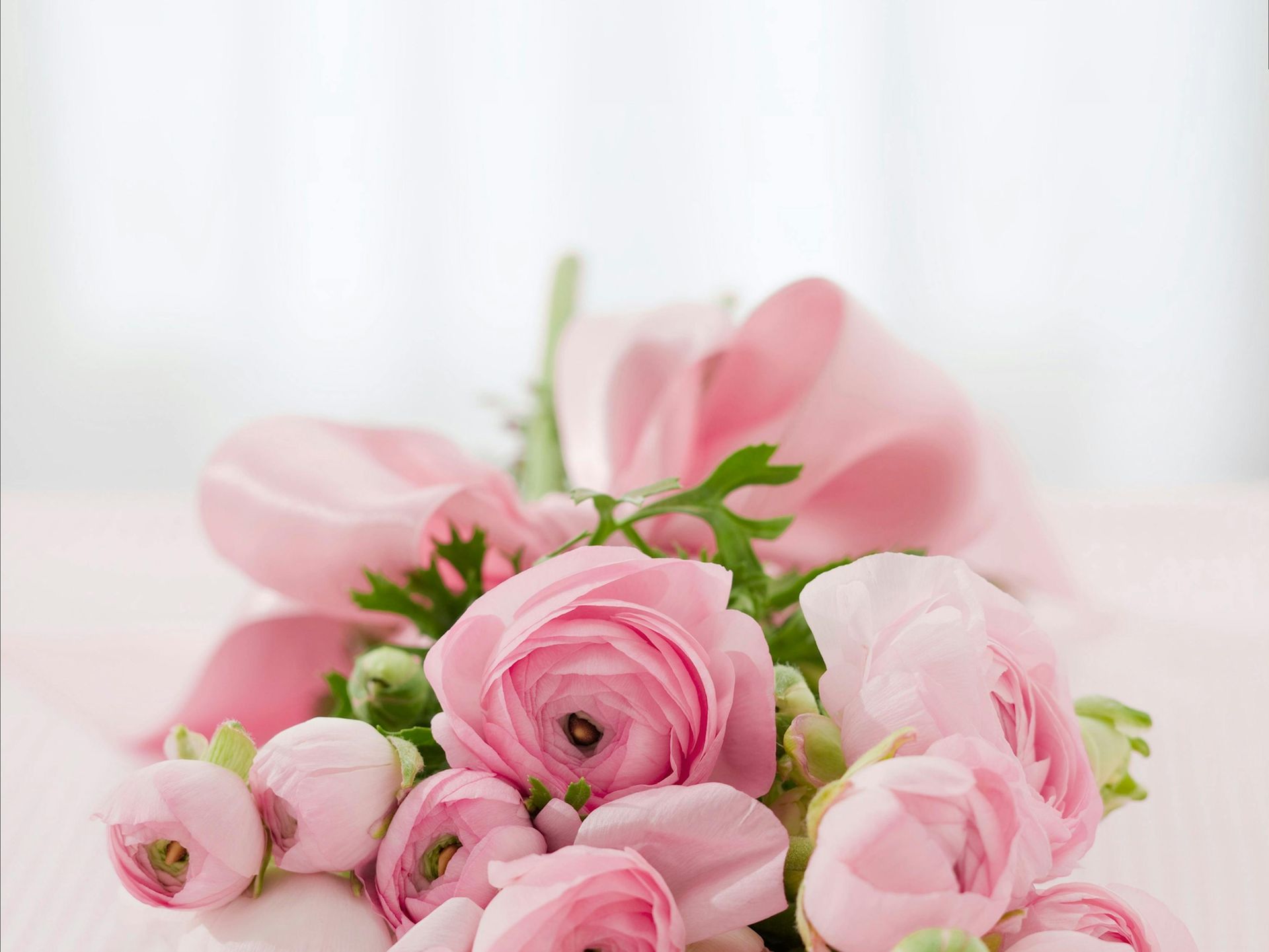Pink ranunculus flowers with a pink ribbon on a light background. Pink ranunculus flowers with a pink ribbon on a light background.
