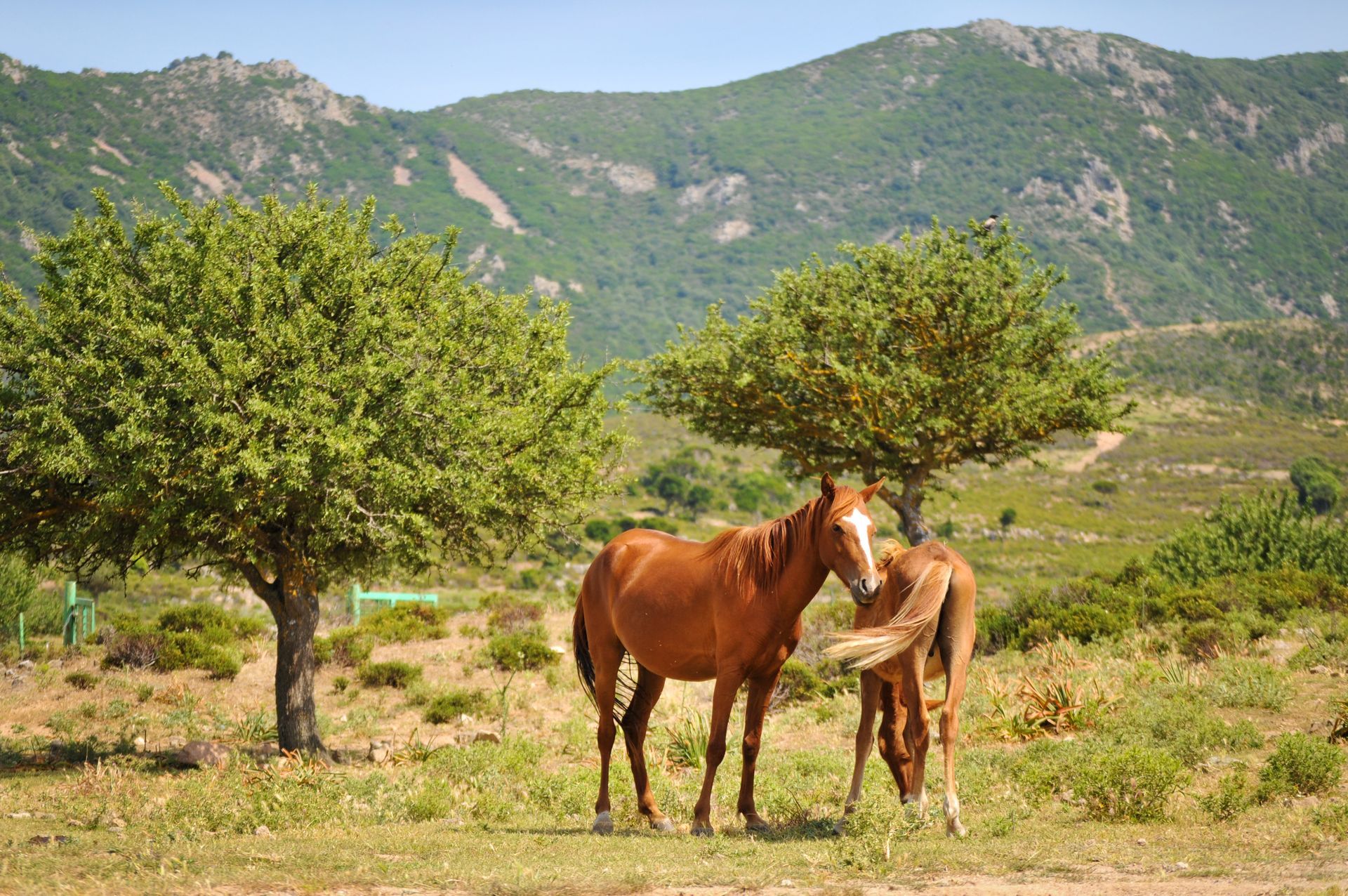 Horse Riding in Oristano