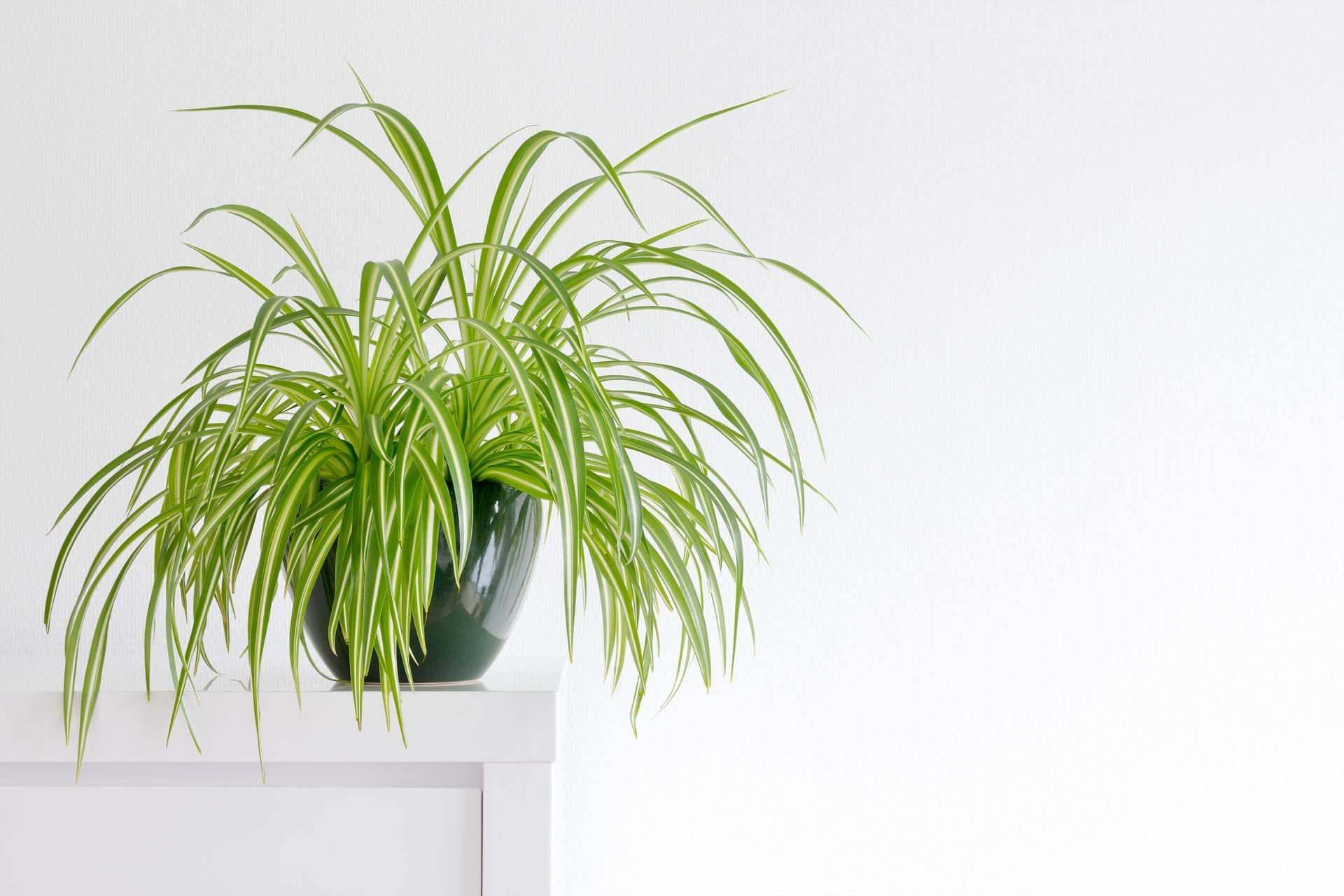 photo of a spider plant