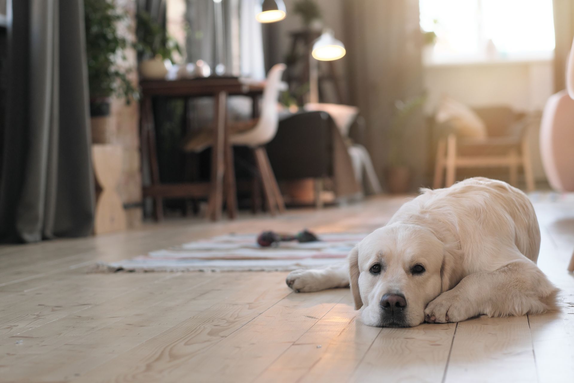 photo of a white dog relaxing