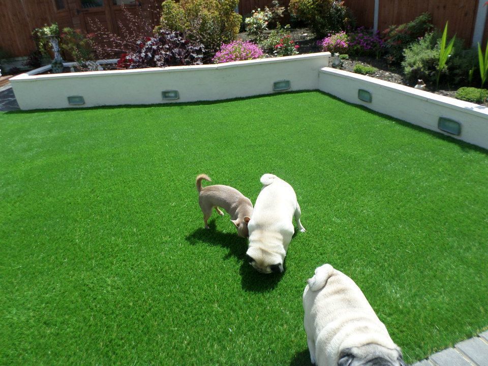Three small dogs on bright green lawn in a fenced backyard
