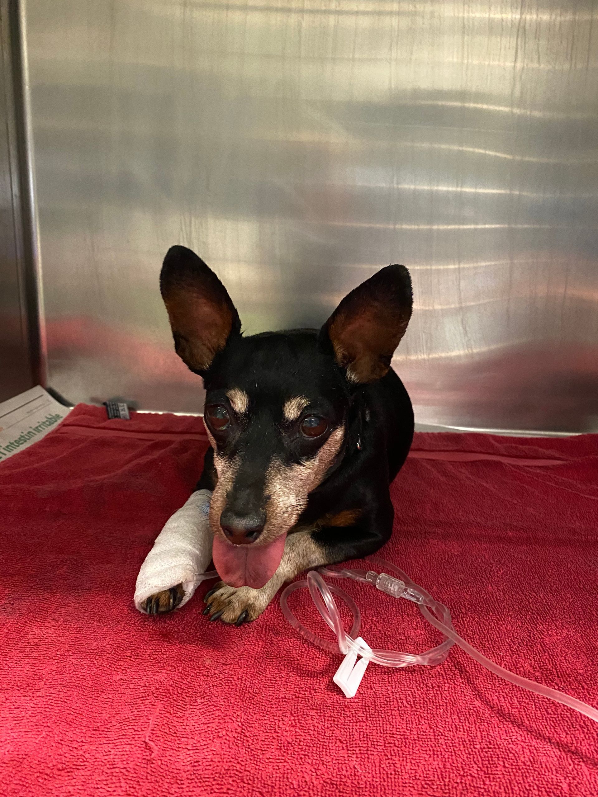Hospitalisation chien