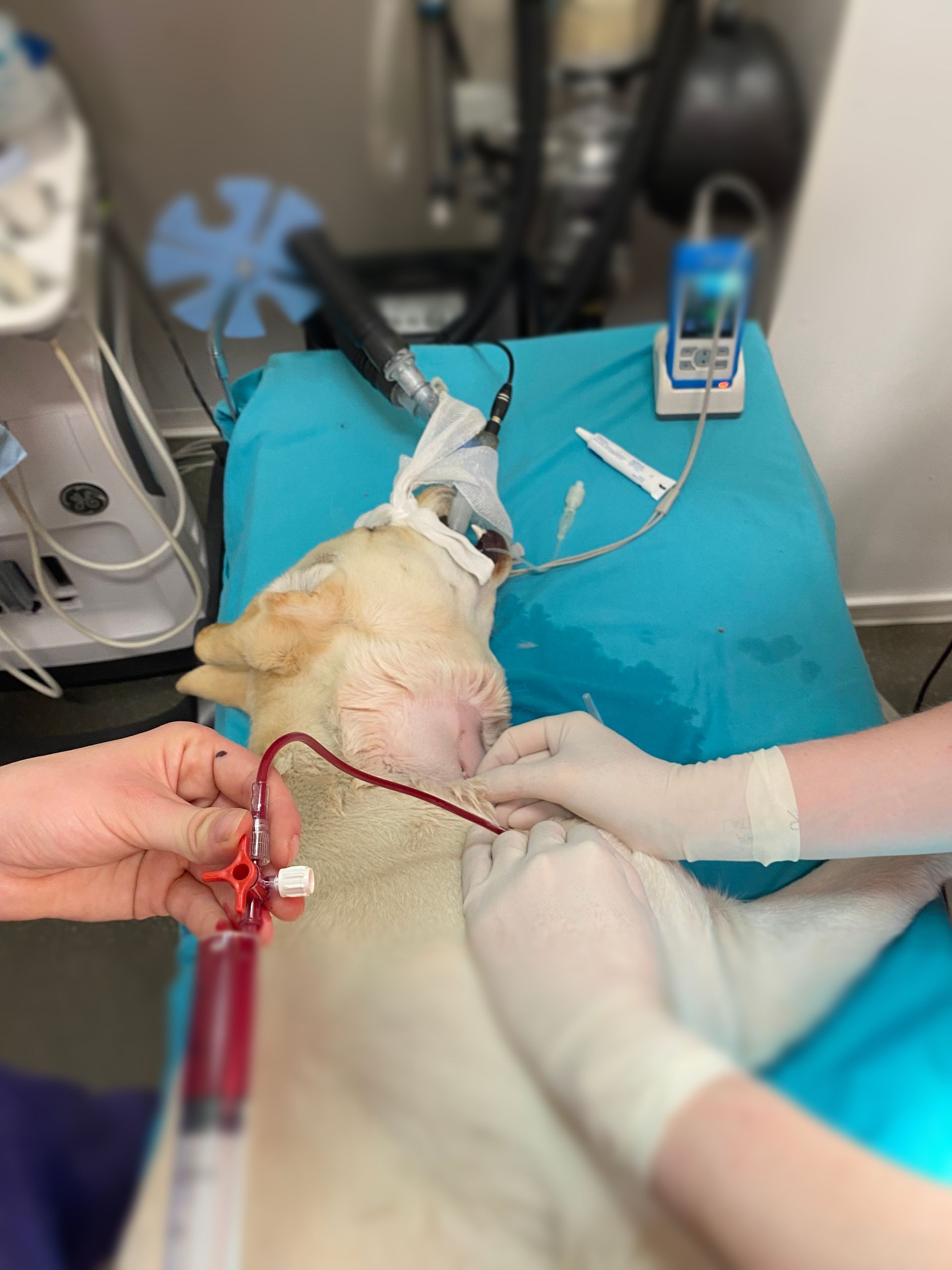 Transfusion sanguine chien