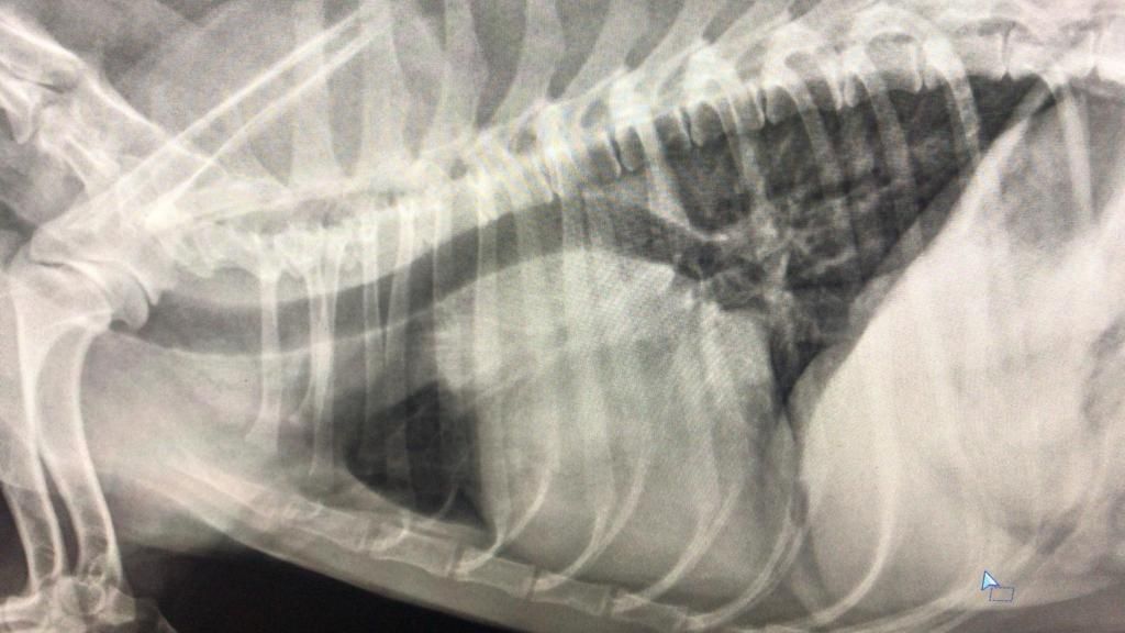 Radiographie animaux