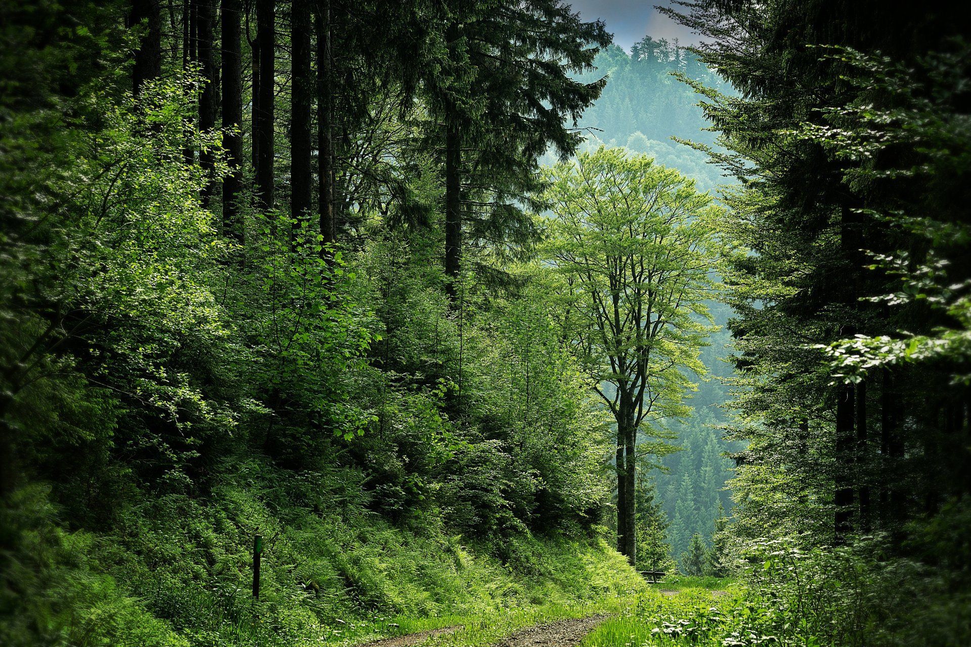 Lush green forest path framed by tall trees and dense foliage, with misty mountains in the background