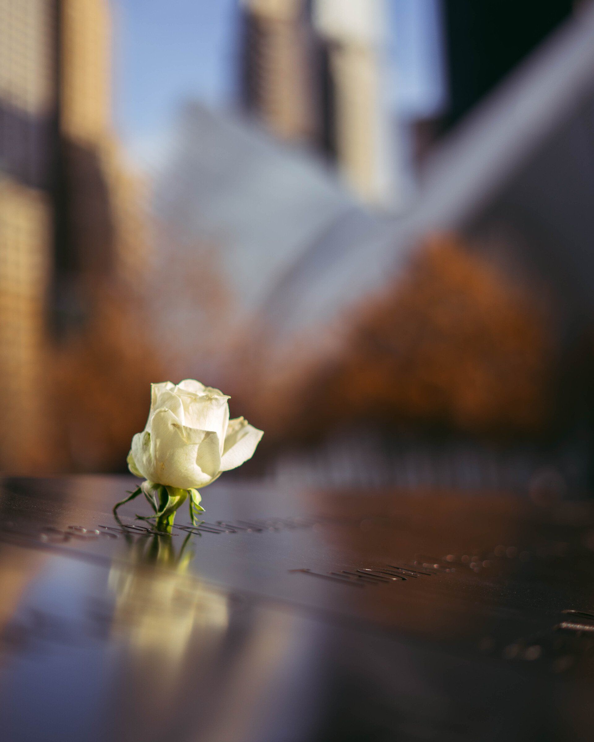 White rose on a wet reflective surface with blurred city buildings in the background.