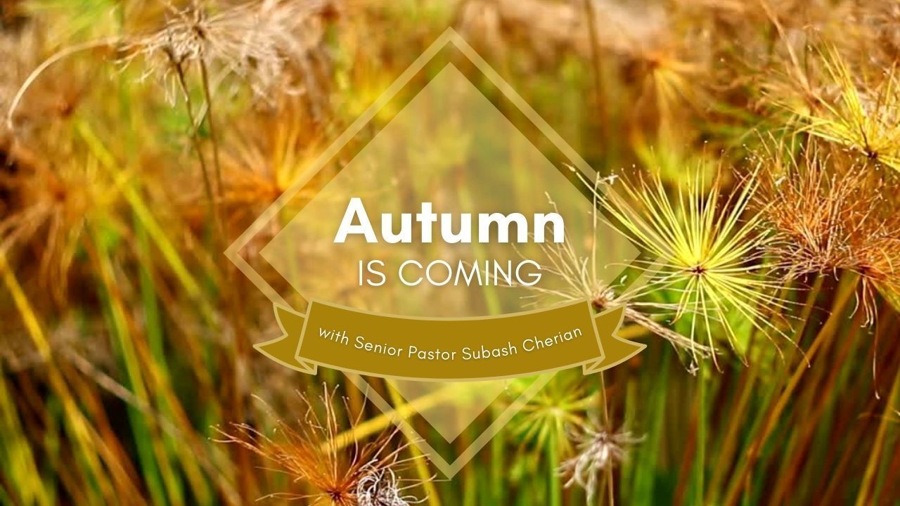 Autumn is coming is written on a field of tall grass.