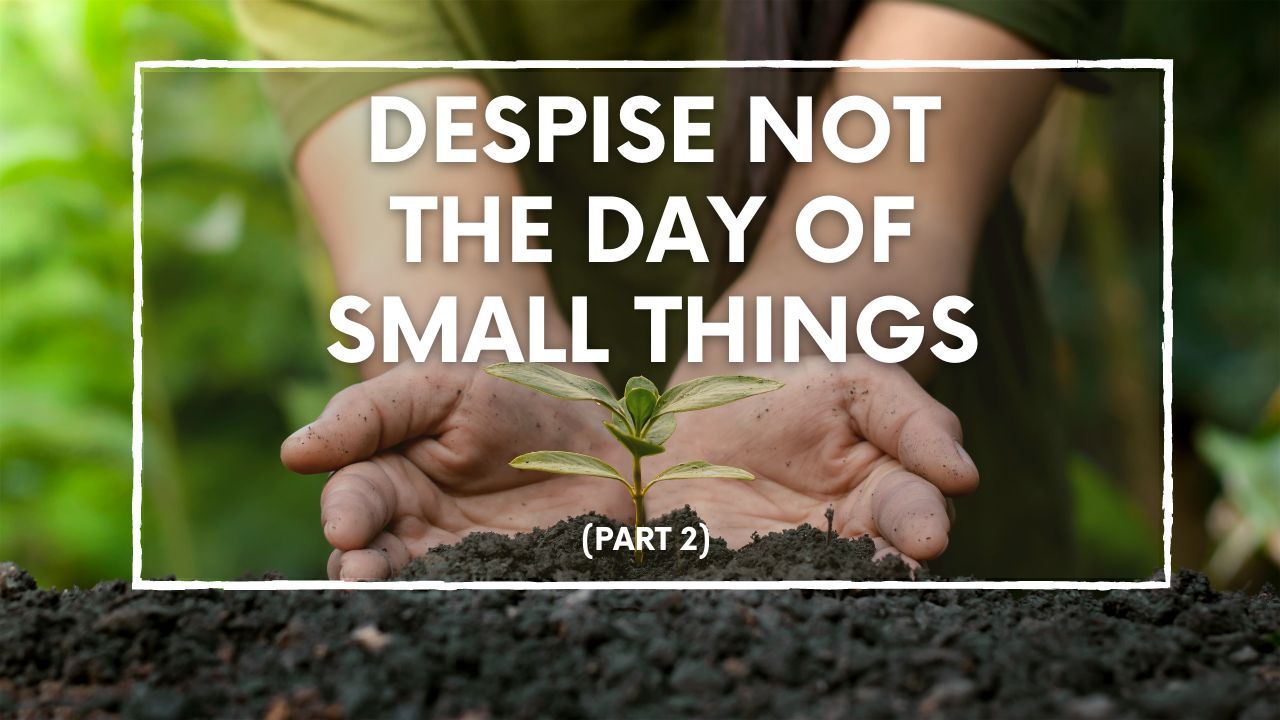 A person is holding a small plant in their hands.