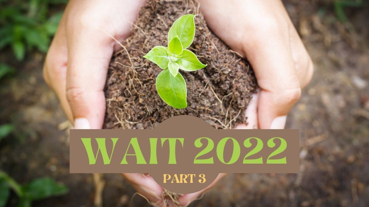 A person is holding a small plant in their hands.