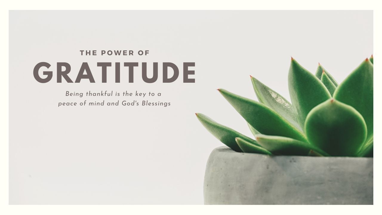 A plant in a pot with the words `` the power of gratitude '' above it.