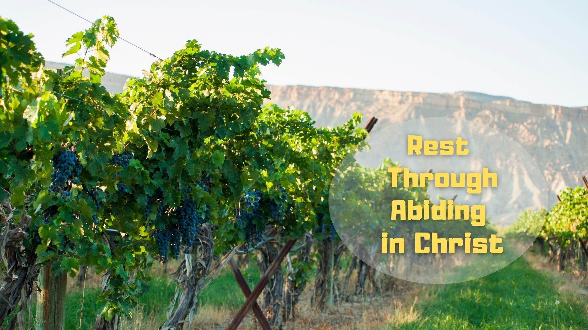A picture of a vineyard with the words rest through abiding in christ