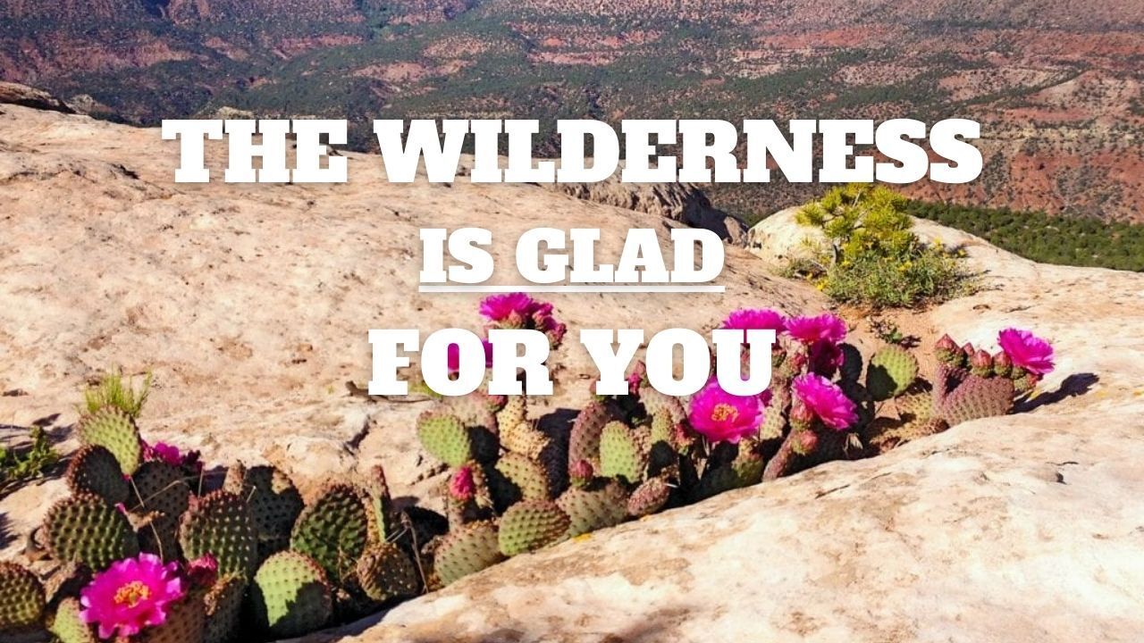 A bunch of cactus flowers on a rock with the words `` the wilderness is glad for you ''