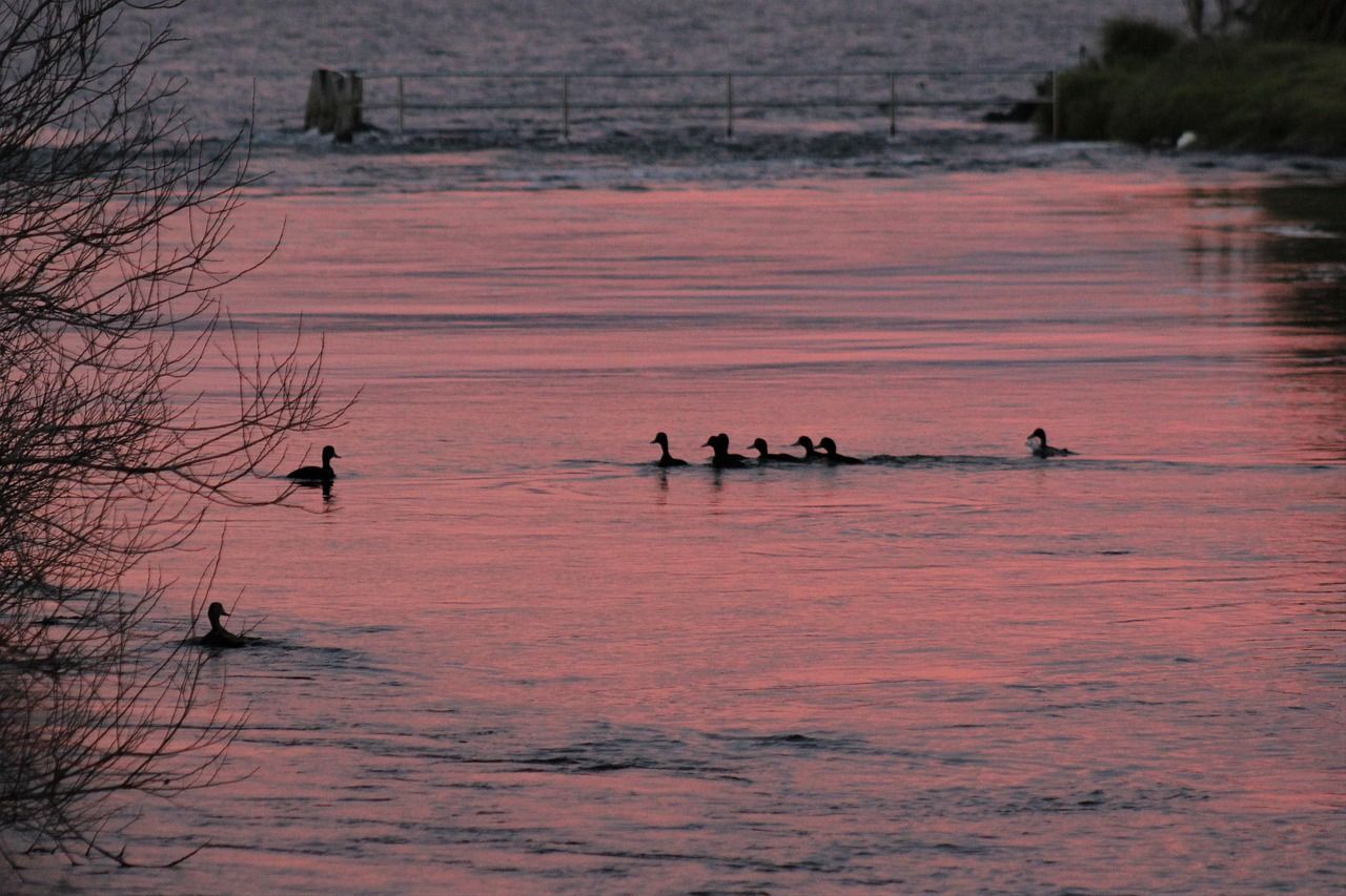 Ducks swimming in a river at dusk; water reflects the pink and purple sky.