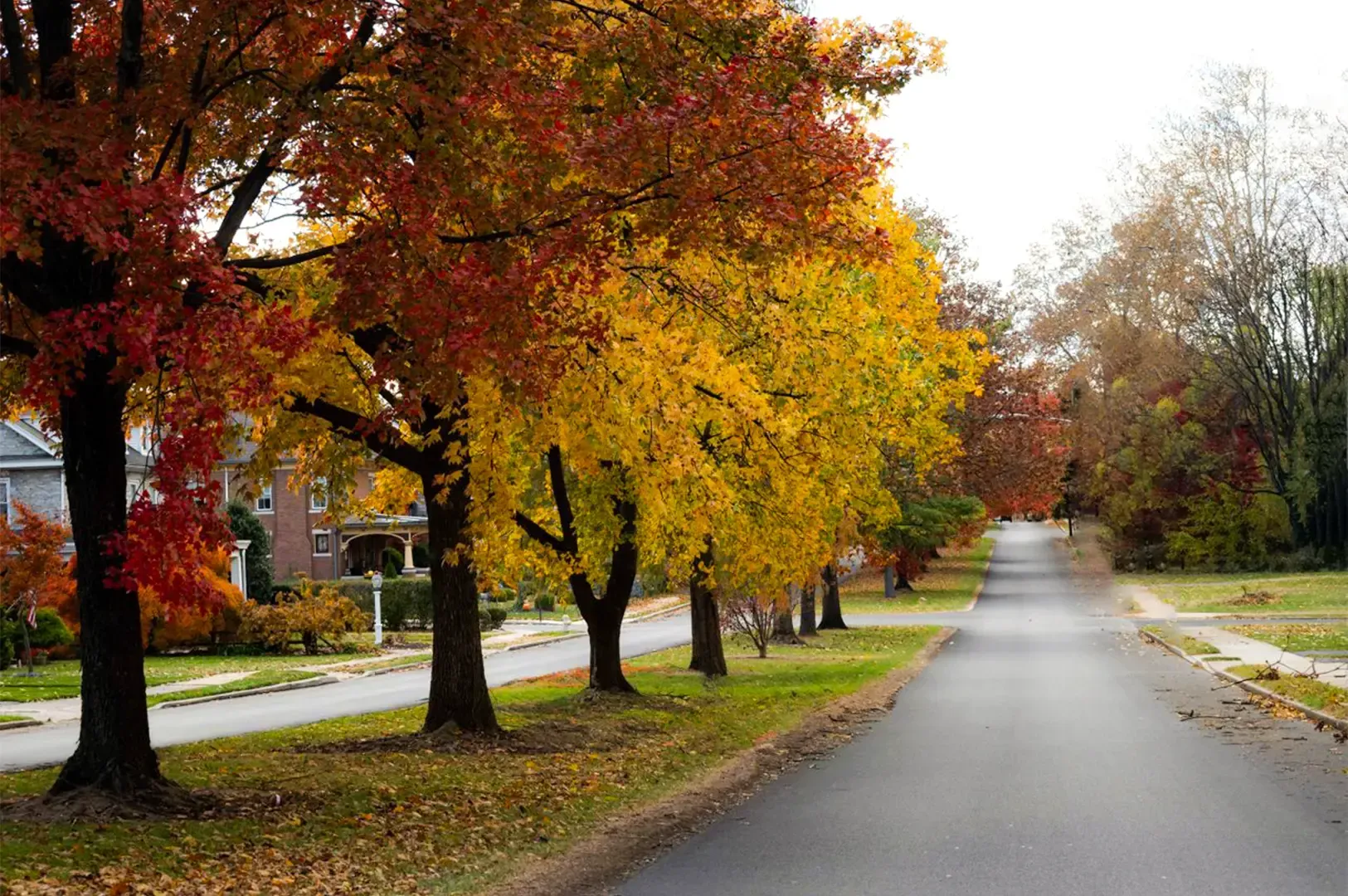A calm empty 2 lane road with a line of trees with autumn leaves stretching into the end of the road