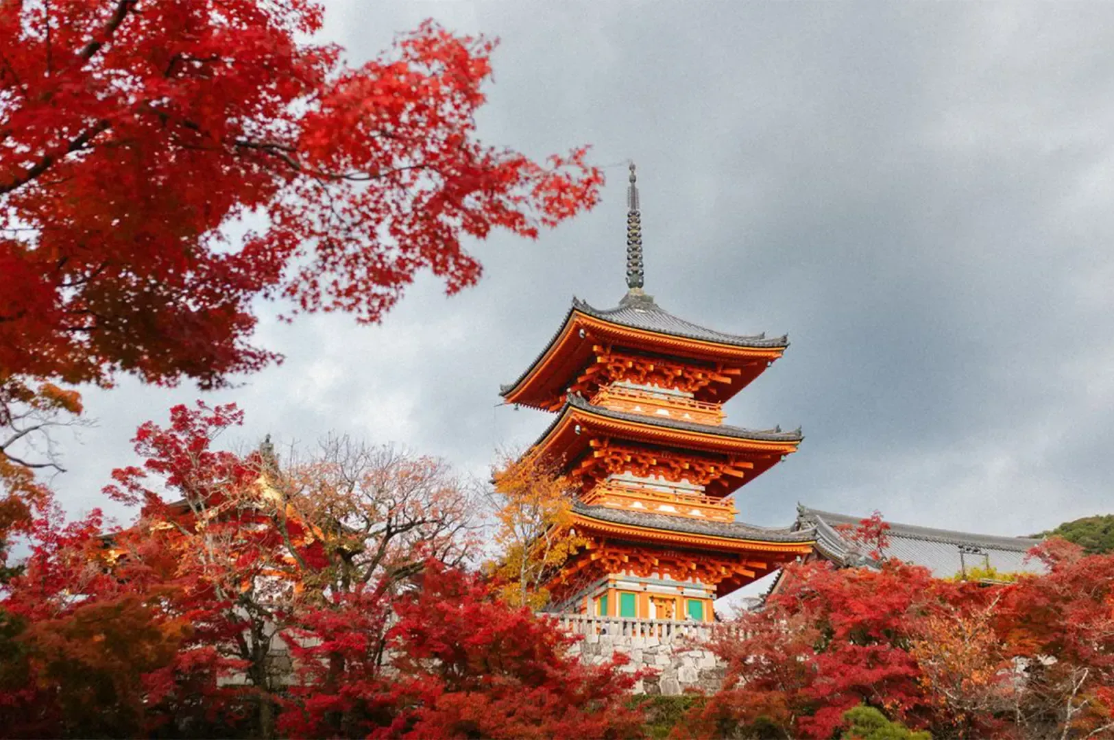 Wide angle shot of a white and orange building with Japanese traditional architecture with bright red tree leaves in the foreground framing the subject against a grey sky.