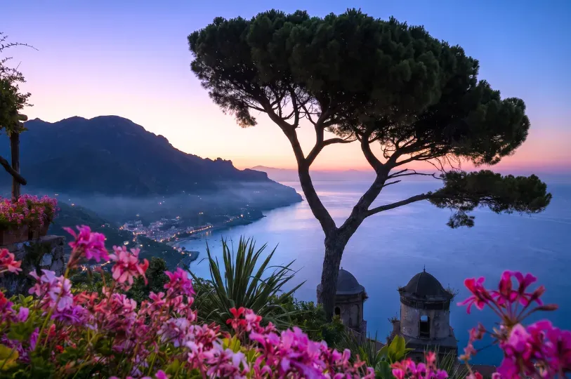 Vibrant pink geraniums and a striking umbrella pine frame a sweeping, dawn-lit view of the Amalfi coastline, where sheer, rugged cliffs meet the calm, deep blue sea.
