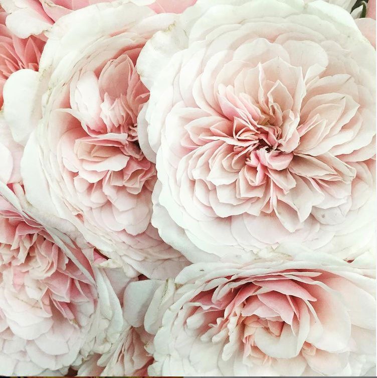Garden Roses — Redlands, CA — Hockridge Florist