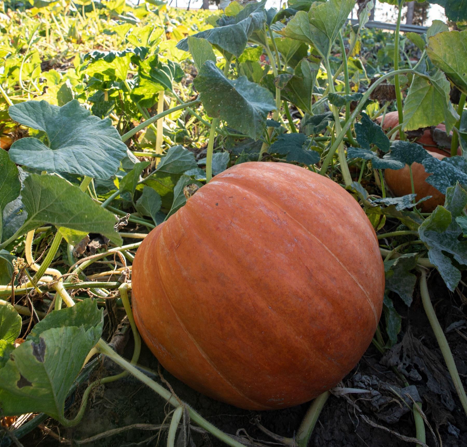 An orange pumpkin growing on a vine among green leaves in a garden.