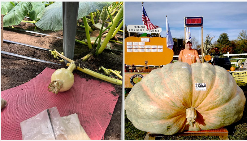 Side-by-side photos of a young pumpkin on its vine and a giant pumpkin displayed at a weigh-off.