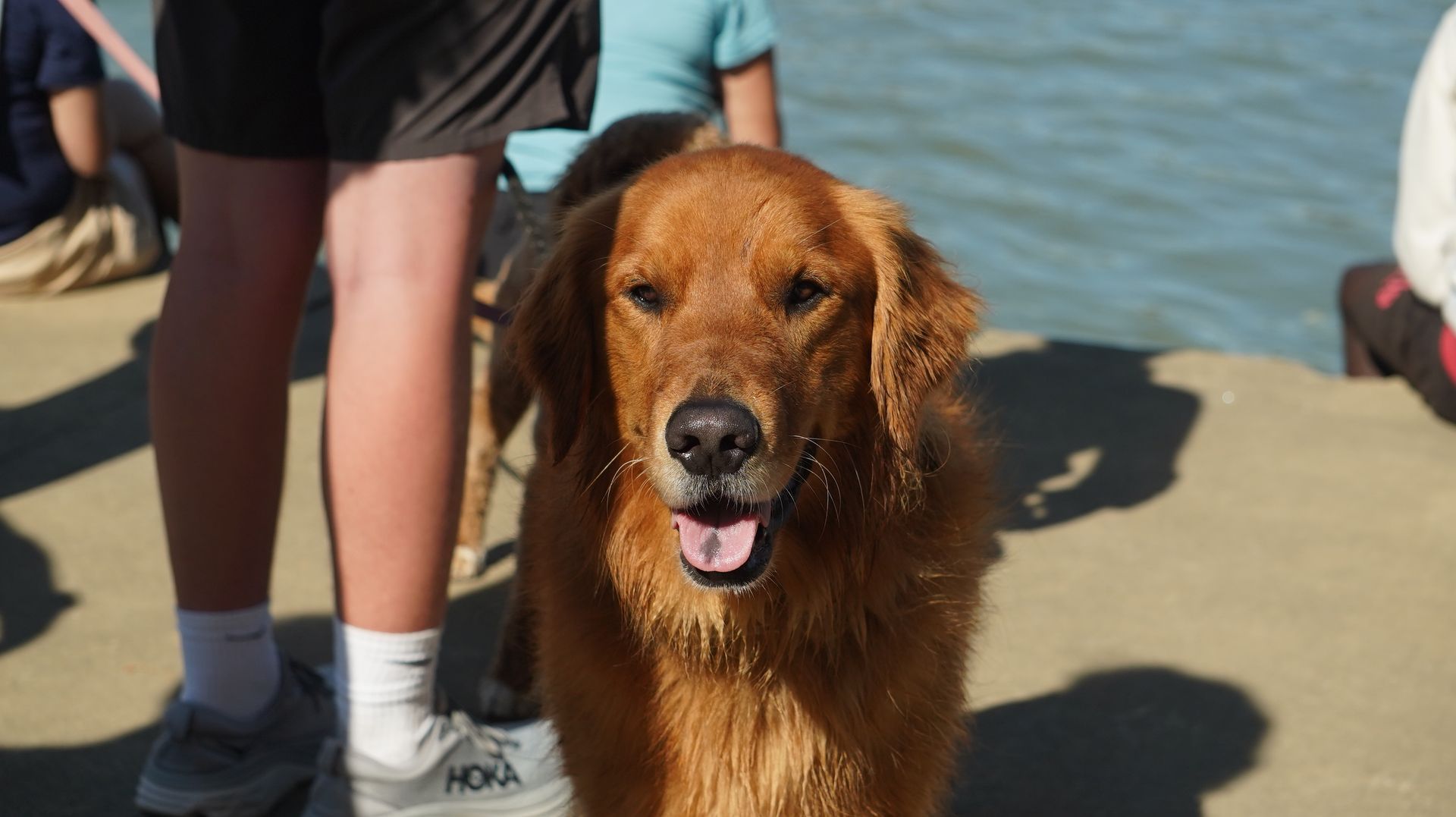 Golden retriever dog with wet fur, panting with tongue out, standing near water with people in background.