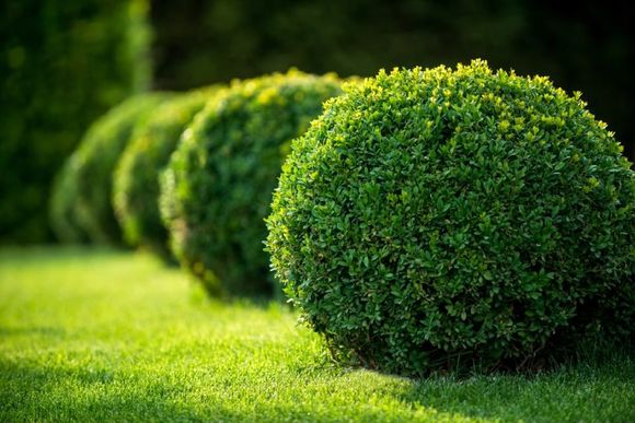 park with shrubs and green lawns, landscape design