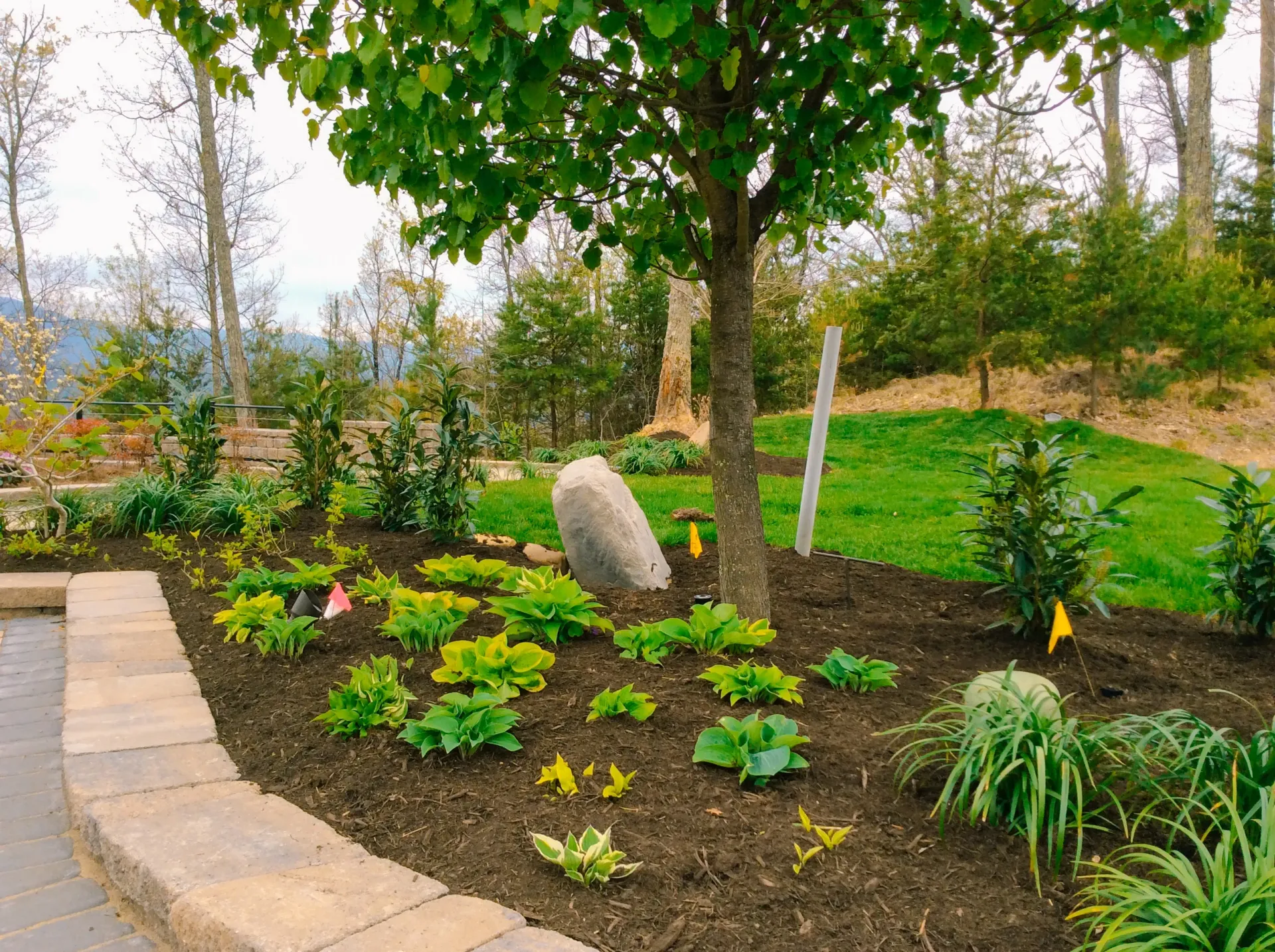 A garden with a tree and a rock in the middle
