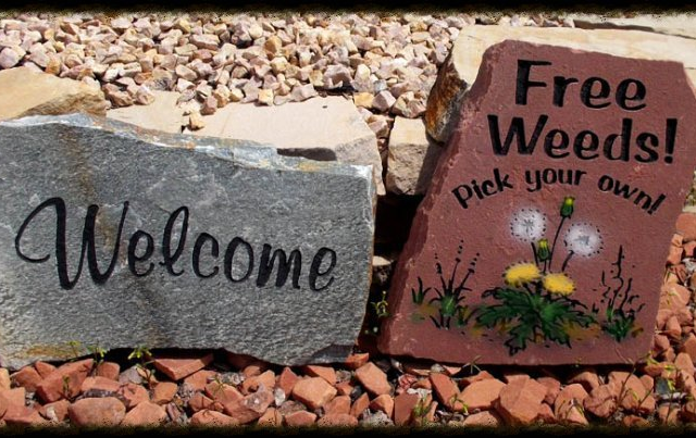 “Welcome” and “Free Weeds! Pick your own” signs in a rock garden with small flowers.