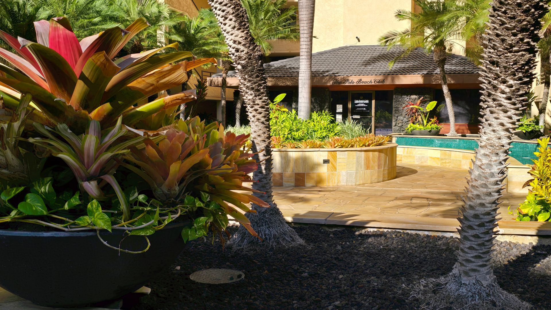 Large potted tropical plants frame a building with a dark roof and a pool.