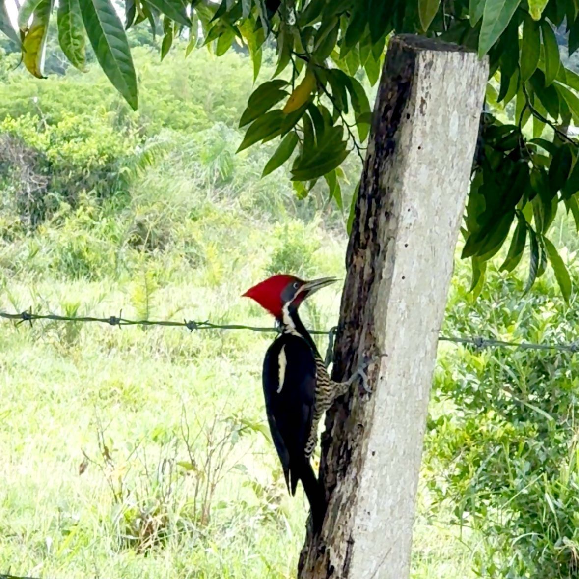 Birdwatching Solferino, Quintana Roo, Mexico