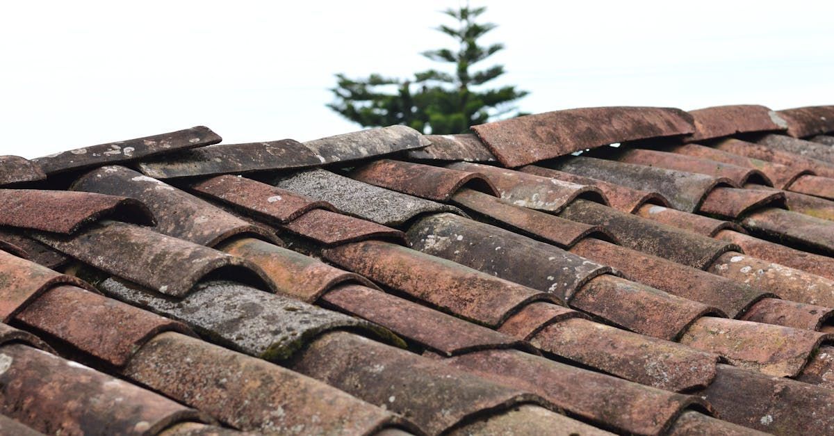 A close up of a tiled roof with a tree in the background.