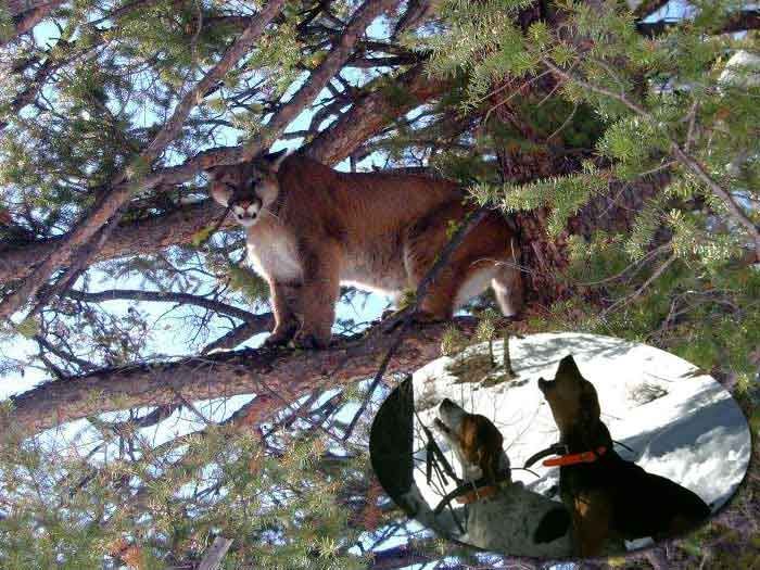 Lion Hunts Gallery Image