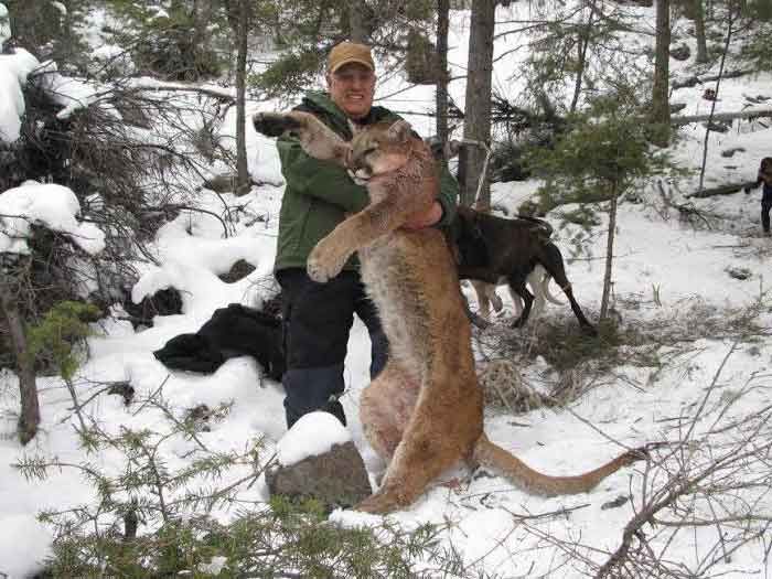 Lion Hunts Gallery Image