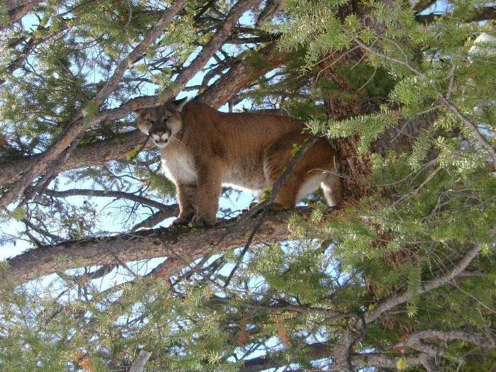 Lion Hunts Gallery Image