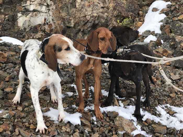 Lion Hunts Gallery Image