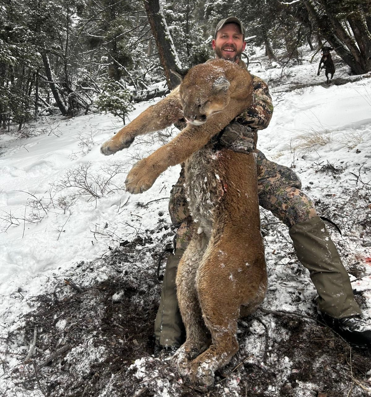 Lion Hunts Gallery Image