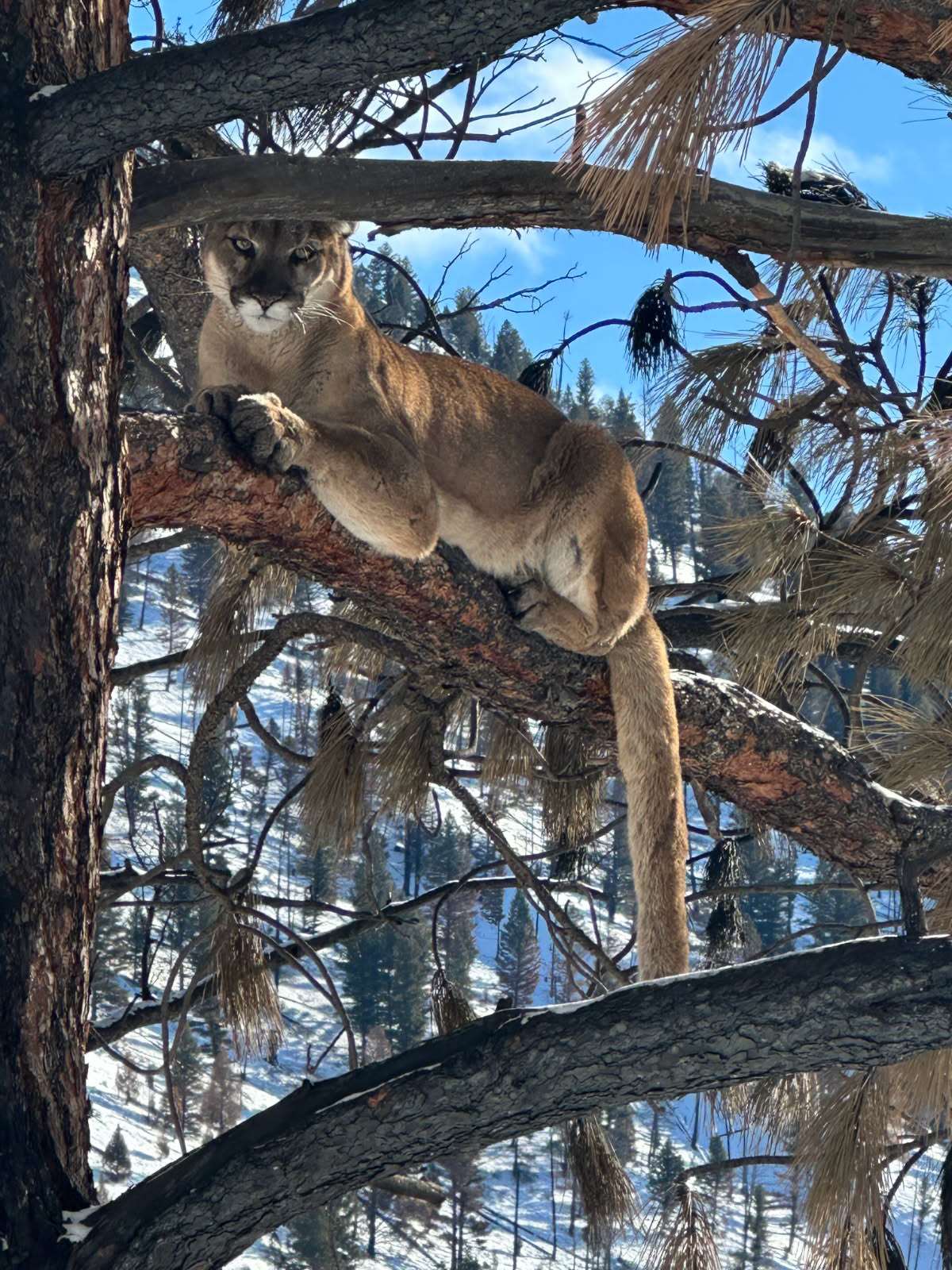 Mountain Lion
