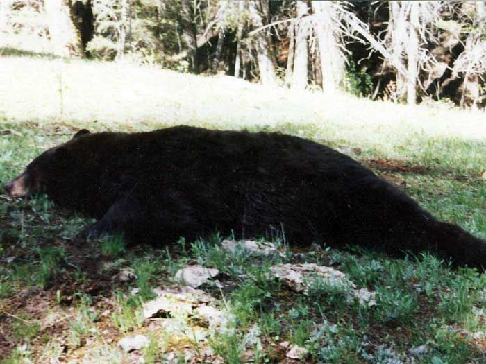 Bear Hunts Gallery Image